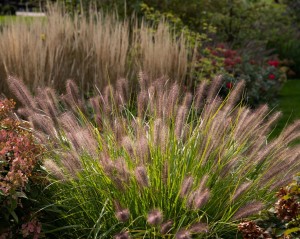 pennisetum-red-head-6.jpg