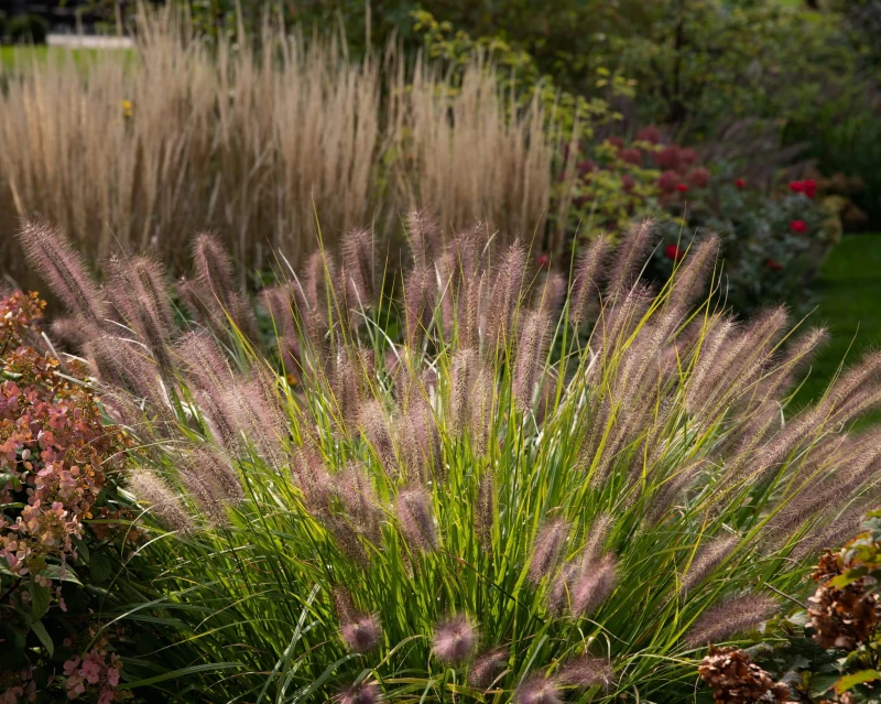 pennisetum-red-head-6.jpg