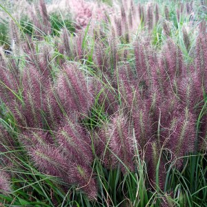 Pennisetumalopecuroides_RedHead_1.jpg