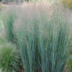 Panicum virgatum-3.jpg