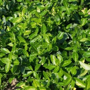 euonymus-fortunei-radicans-3.jpg
