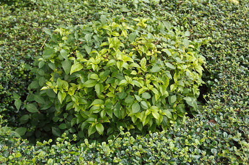 euonymus-fortunei-radicans-2.jpg