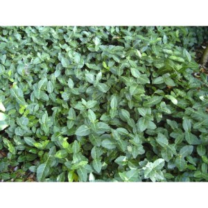euonymus-fortunei-radicans-1.jpg