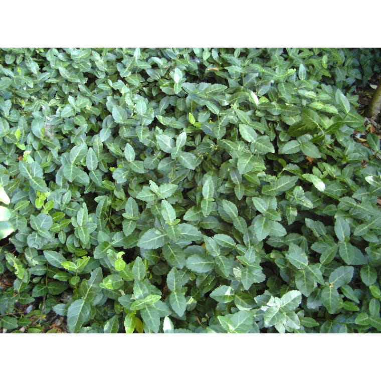 euonymus-fortunei-radicans-1.jpg