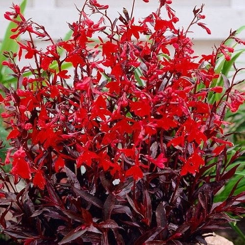 Lobelia-Queen-Victoria-4.jpg