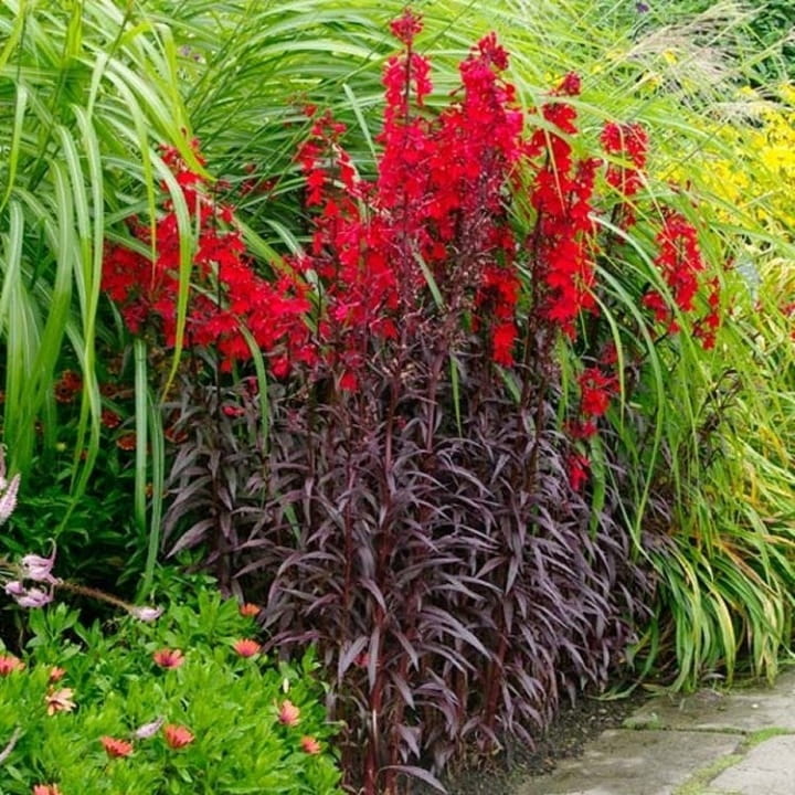 Lobelia-Queen-Victoria-2.jpg