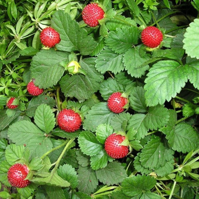 Fragaria-Regina-4.jpg