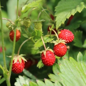 Fragaria-Regina-3.jpg
