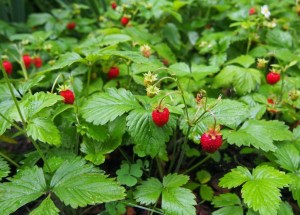 Fragaria-Regina-2.jpg