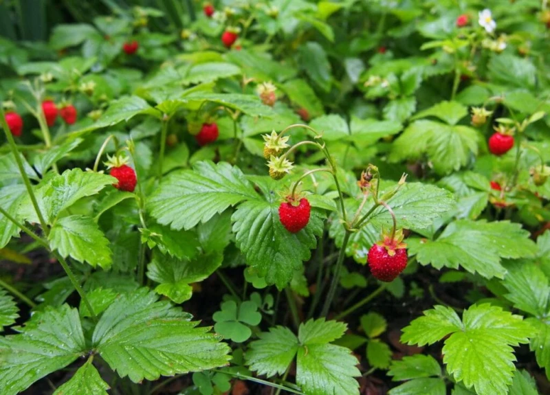 Fragaria-Regina-2.jpg