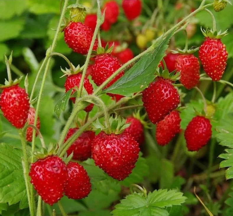 Fragaria-Regina-1.jpg