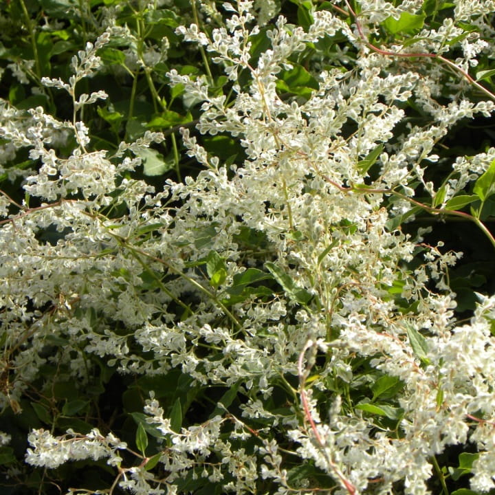 Rdestówka-Auberta-2.jpg