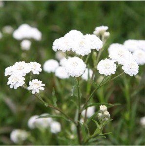 Krwawnik-The-Pearl-2.jpg