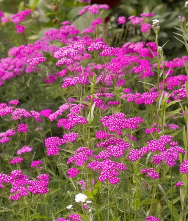 Krwawnik-Cerise-Queen-4.jpg