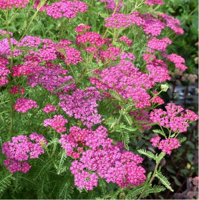 Krwawnik-Cerise-Queen-3.jpg