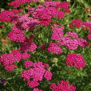 Krwawnik-Cerise-Queen-2.jpg