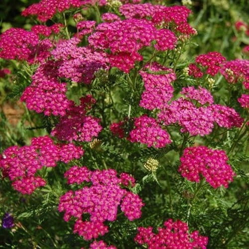 Krwawnik-Cerise-Queen-2.jpg