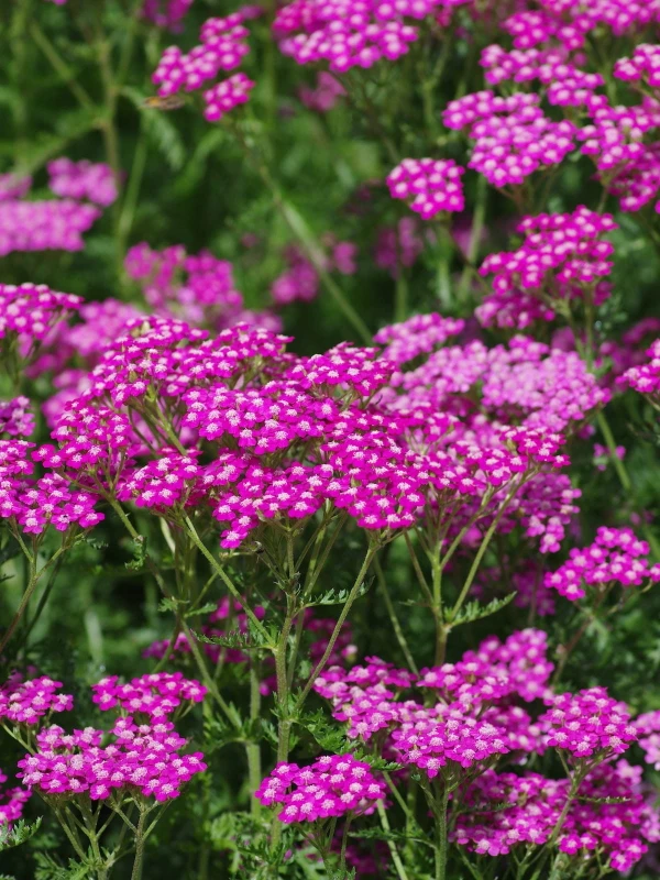 Krwawnik-Cerise-Queen-1.jpg