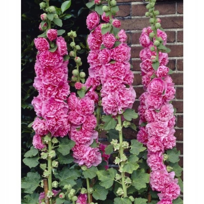 Malwa Chater's Double Pink-4.jpg