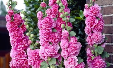 Malwa Chater's Double Pink-3.jpg