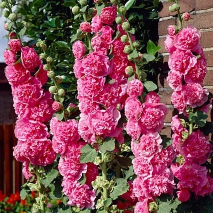 Malwa Chater's Double Pink-2.jpg