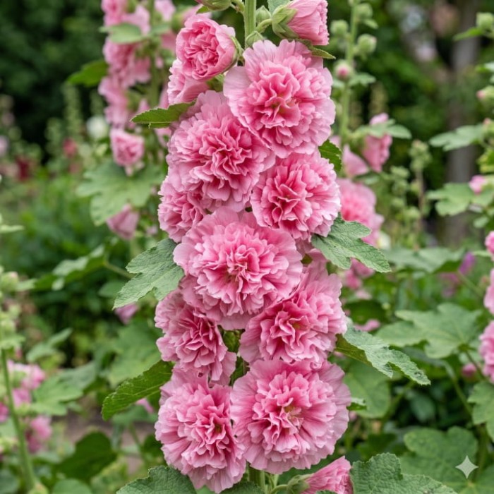 Malwa Chater's Double Pink-1.jpg