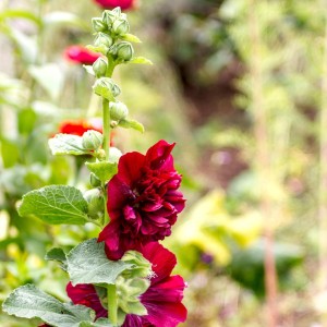 Alcea-rosea-Chater-s-Double4.jpg