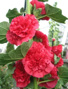 Malwa Chater's Double Red-3.webp
