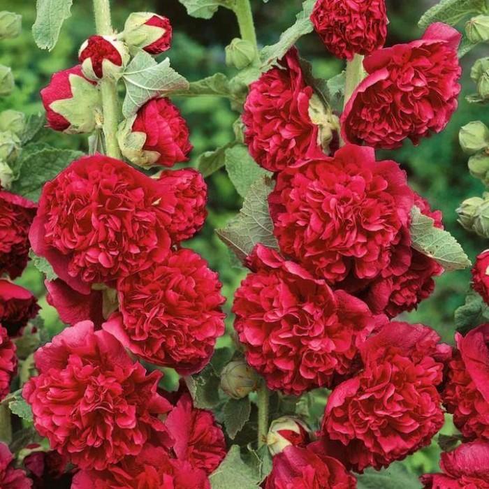 Malwa Chater's Double Red-2.jpeg