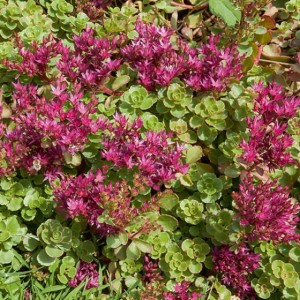 Rozchodnik-kaukaski-4.jpg