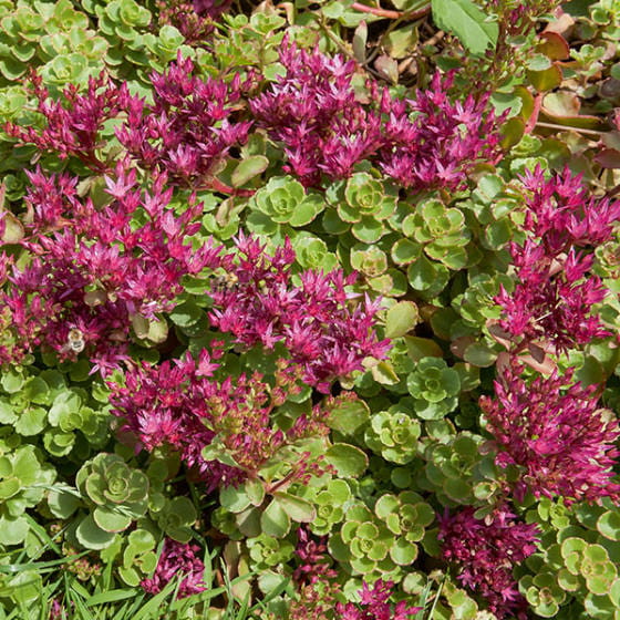 Rozchodnik-kaukaski-4.jpg