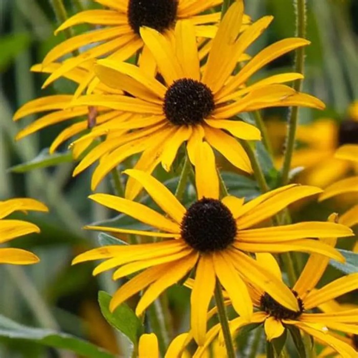 Rudbekia Goldsturm-3.jpg