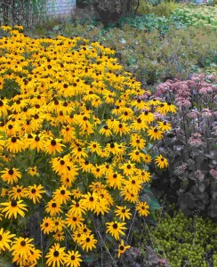 Rudbekia Goldsturm-2.jpg