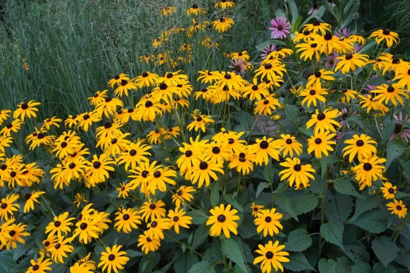 Rudbekia Goldsturm-1.jpg