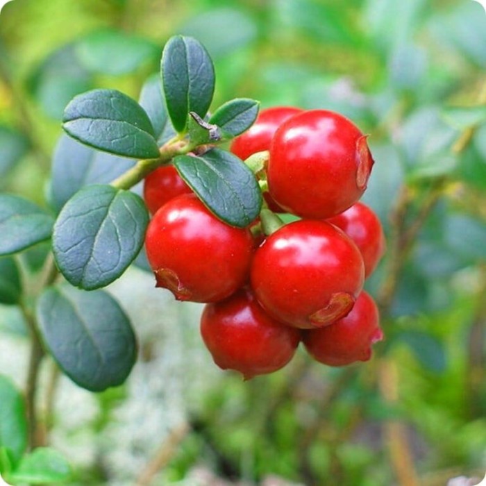 żurawina-willapa-red-3.jpg
