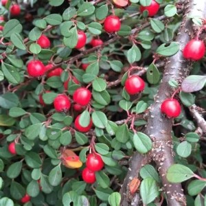 żurawina-willapa-red-2.jpg