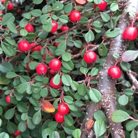 żurawina-willapa-red-2.jpg
