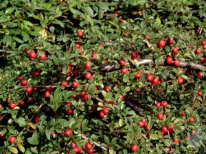 żurawina-willapa-red-1.jpg