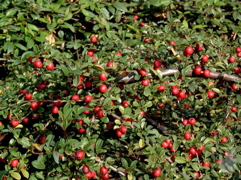 żurawina-willapa-red-1.jpg