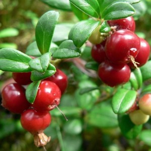 vaccinium_macrocarpon_3.jpg