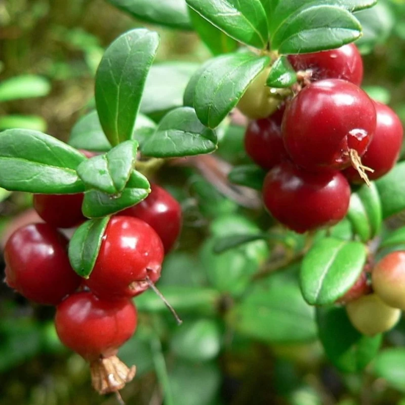 vaccinium_macrocarpon_3.jpg