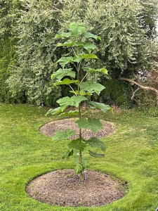 paulownia-tomentosa-4.jpg