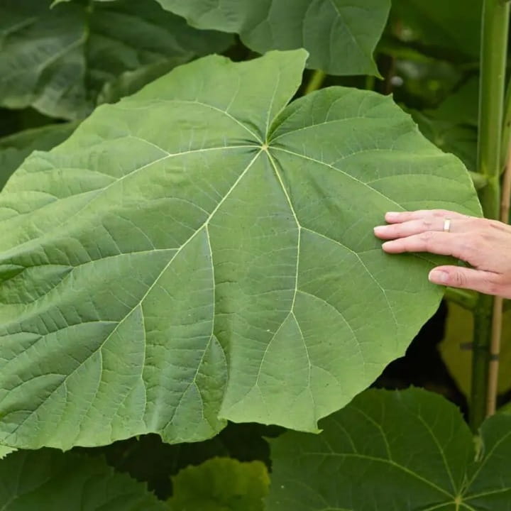 paulownia-tomentosa-3.jpg