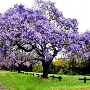 paulownia-tomentosa-2.jpg