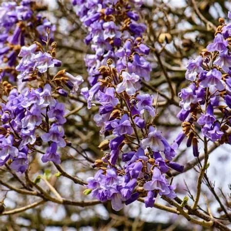 paulownia-tomentosa-1.jpg