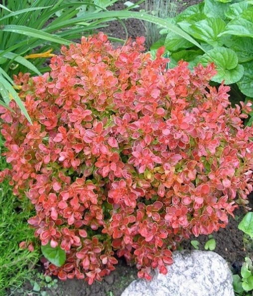Berberis-Lutin-Rouge-4.jpg