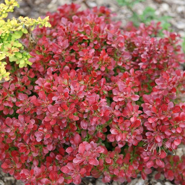 Berberis-Lutin-Rouge-1.jpeg