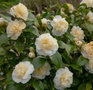 Kamelia-Brushfield's-Yellow-2.jpeg