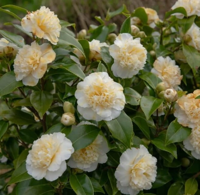 Kamelia-Brushfield's-Yellow-2.jpeg