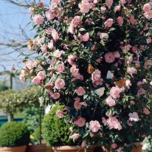 camellia-william-bartlett-4.jpg